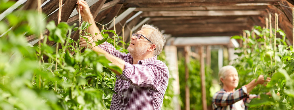 retired couple gardening